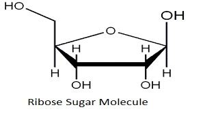 RIBOSE Definition & Meaning .